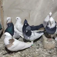 کبوتر رنگه پرشی نر|پرنده|مشهد, شهید قربانی|دیوار