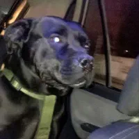 سگ پیتبول نر برای جفت گیری