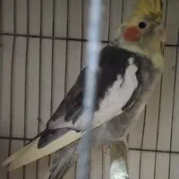 طوطی عروس|پرنده|رشت, سلیمانداراب|دیوار