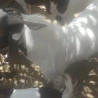 دوتا چپش چاق برای کشتار وداشتت نژاد خوب پاکستانی