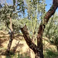 پیوند و هرس|خدمات باغبانی و درختکاری|شهرکرد, |دیوار