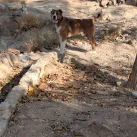 سگ گله ای|سگ|دلیجان, |دیوار