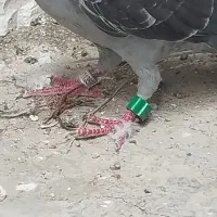 کبوترگرفتنی