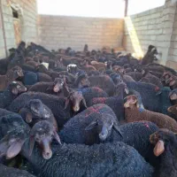 79 راس نر داشتی