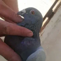 کفتر شهرستانی