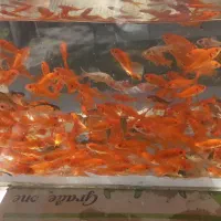 ماهی گلی عمده