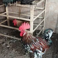 مرغ و خروس محلی