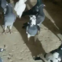 کفتربوم زدوخوردی کفترچاشنی بازی دانه۴۰۰|پرنده|گلمکان, |دیوار