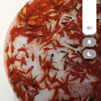 ماهی قرمز 1.5تا 2 بند