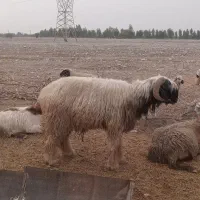 قوچ کله زنگی دو سال