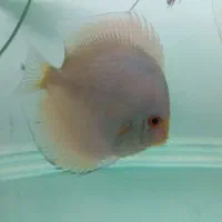 ماهی دیسکس گرید A