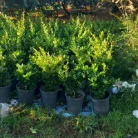 یاس هلندی گلدان ۱۲