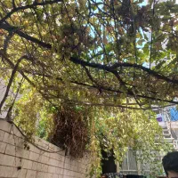 خانه ویلایی جهت سکونت یا کارگاه و انبار / گرمدره|اجارهٔ خانه و ویلا|گرمدره, |دیوار