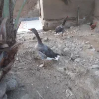 سلام غاز سرحال|حیوانات مزرعه|شادگان, |دیوار