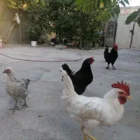 هر چهار تا پرنده 1500000|پرنده|مشهد, شهید بهشتی|دیوار