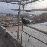 کفتر پرشی