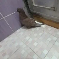 دم سفیدنر زیبا