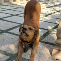 پیت بول|سگ|شهریار, بکه|دیوار