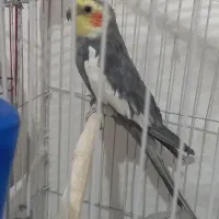 فروش عروس هلندی و مرغ عشق