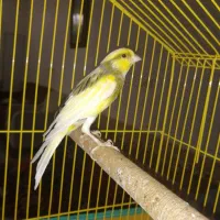 فروش قناری نروماده شهر داریون