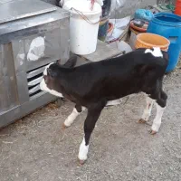 فروش یک جا گاو و گوساله|حیوانات مزرعه|فولادشهر, فولادشهر|دیوار