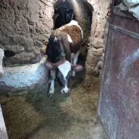 گوساله‌ ماده و گاو آبستن