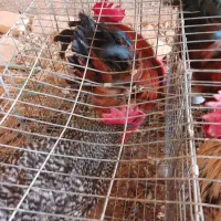 خروس درشت سنگین وزن