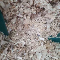 خاک اره چوبخاک