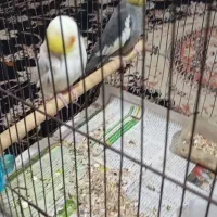 جفت|پرنده|میناب, |دیوار