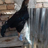 خروس پنجاب اصل وارداتی