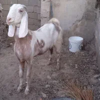 بز درجه یک