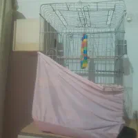 قفس عروس هلندی فروشی|لوازم جانبی حیوانات|پاکدشت, خاتون آباد|دیوار