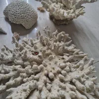 مرجان دریایی تنپ کوچک/ زیبا|ماهی|شیراز, شهرک فرزانگان|دیوار