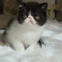 اگزاتیک شورت هیر