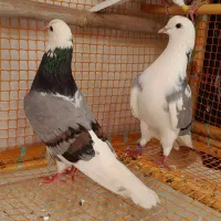 چهار عدد کبوترپرشی