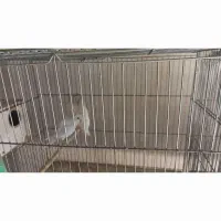 مرغ عشق پروانه ای شرابی|پرنده|برخوار, |دیوار