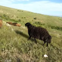 کار در دامداری گوسفند|استخدام سرایداری و نظافت|بروجرد, |دیوار