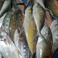 ماهی تازه صید روز