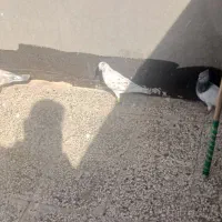 کبوترصید