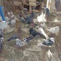 کبوتر
