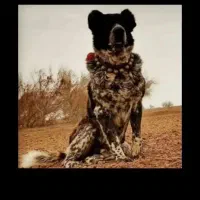 گچ قدرجونی ۱ساله شده|سگ|بیرجند, |دیوار