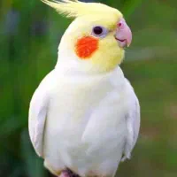 پرنده پیدا شده