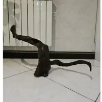 چوب آبنوس و شن آجری