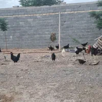 مرغ و خروس