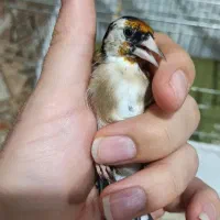 سهره اس عطیقه|پرنده|تهران, مسعودیه|دیوار