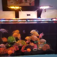 نور آکواریوم