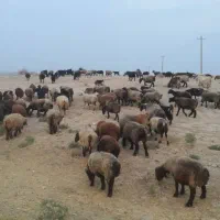 فروش گله میش و بز به طور کامل|حیوانات مزرعه|شیراز, شهرک گلستان|دیوار