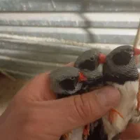 فنچ کینگ اروپایی بلک