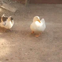 ۲عدد اردک نر ماده