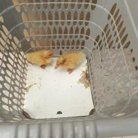 دو عدد جوجه اردک ۱۰روزه